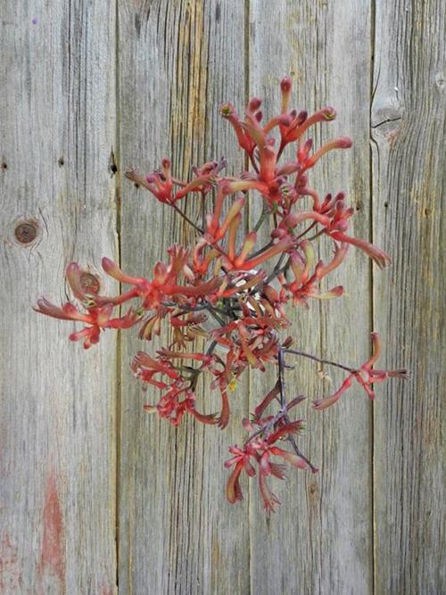  ORANGE KANGAROO PAW